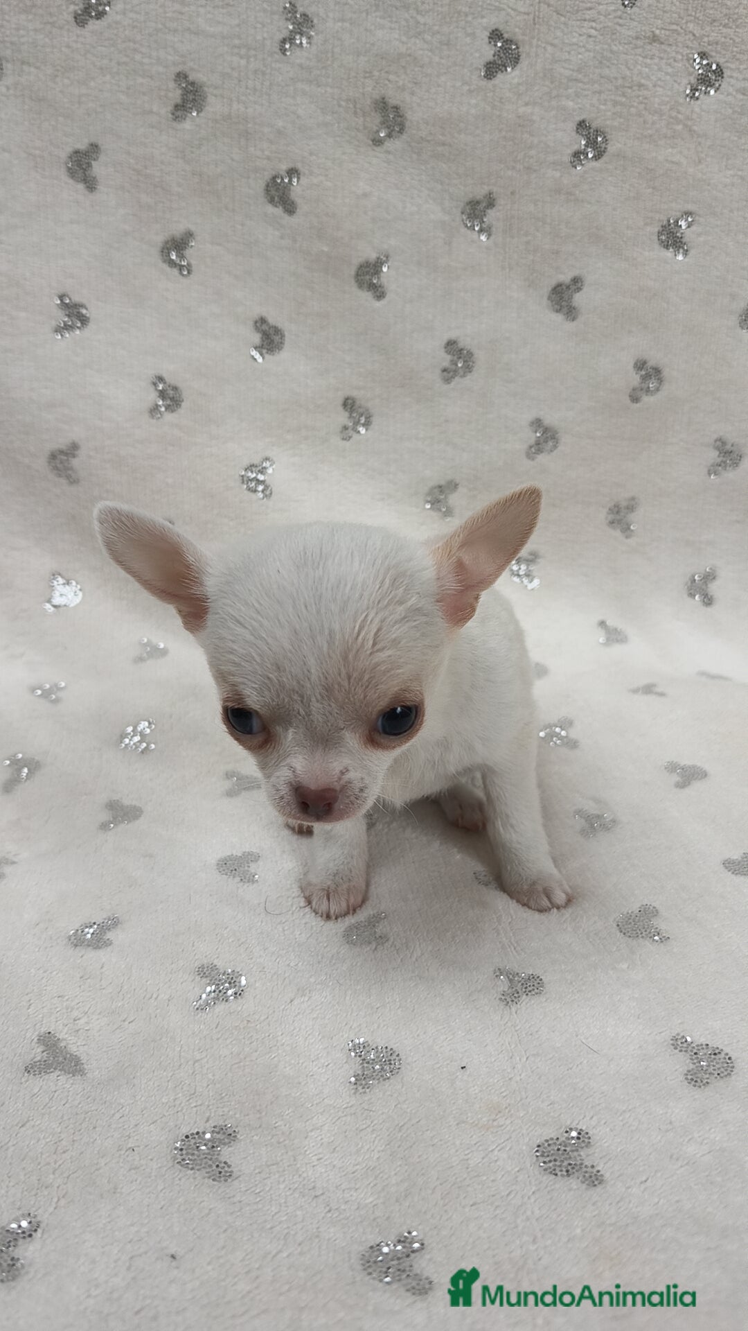 Chihuahua perros en venta: Mini Toy, miniatura 💯 x 💯 - Anuncio 2