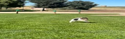 Fox Terrier de Pelo Duro perros en venta: FOX TERRIER DE PELO DURO - Anuncio 5