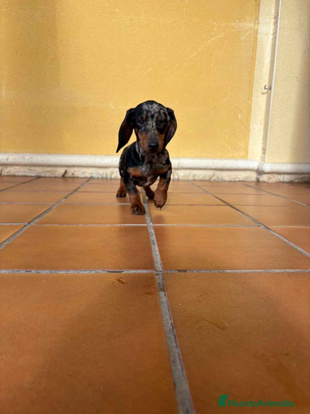 Teckel Miniatura perros en venta: Teckel miniatura macho arlequín Merle plata  - Anuncio 14