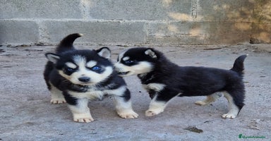 Husky Siberiano perros Husky siberiano  - Anuncio 3