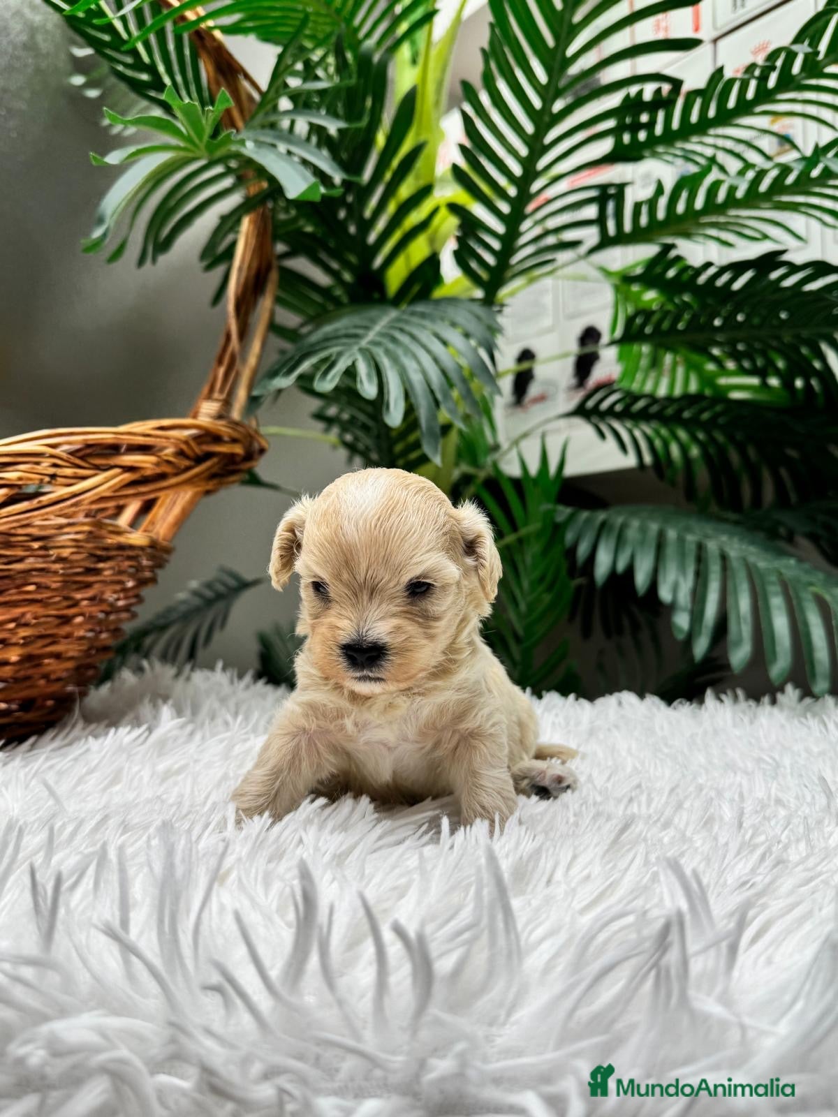 Maltipoo perros MALTIPOO 💙 - Anuncio 2