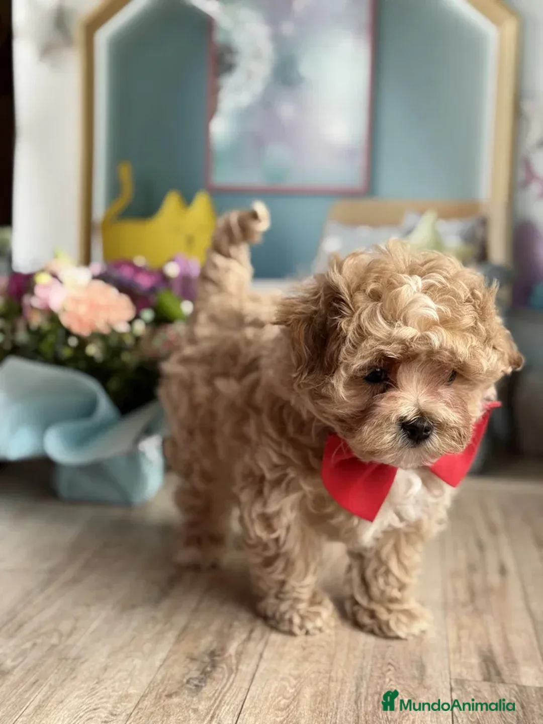 Caniche Toy perros en venta: caniche toy apricot  - Anuncio 2