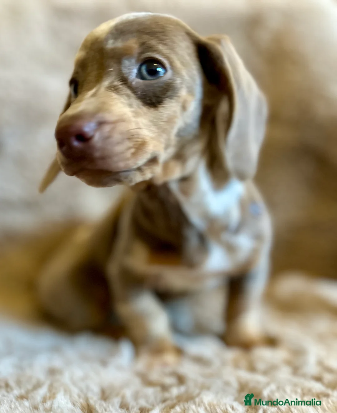 Teckel Miniatura perros en venta: TECKEL ISABELLA MERLE OJOS AZULES - Anuncio 8