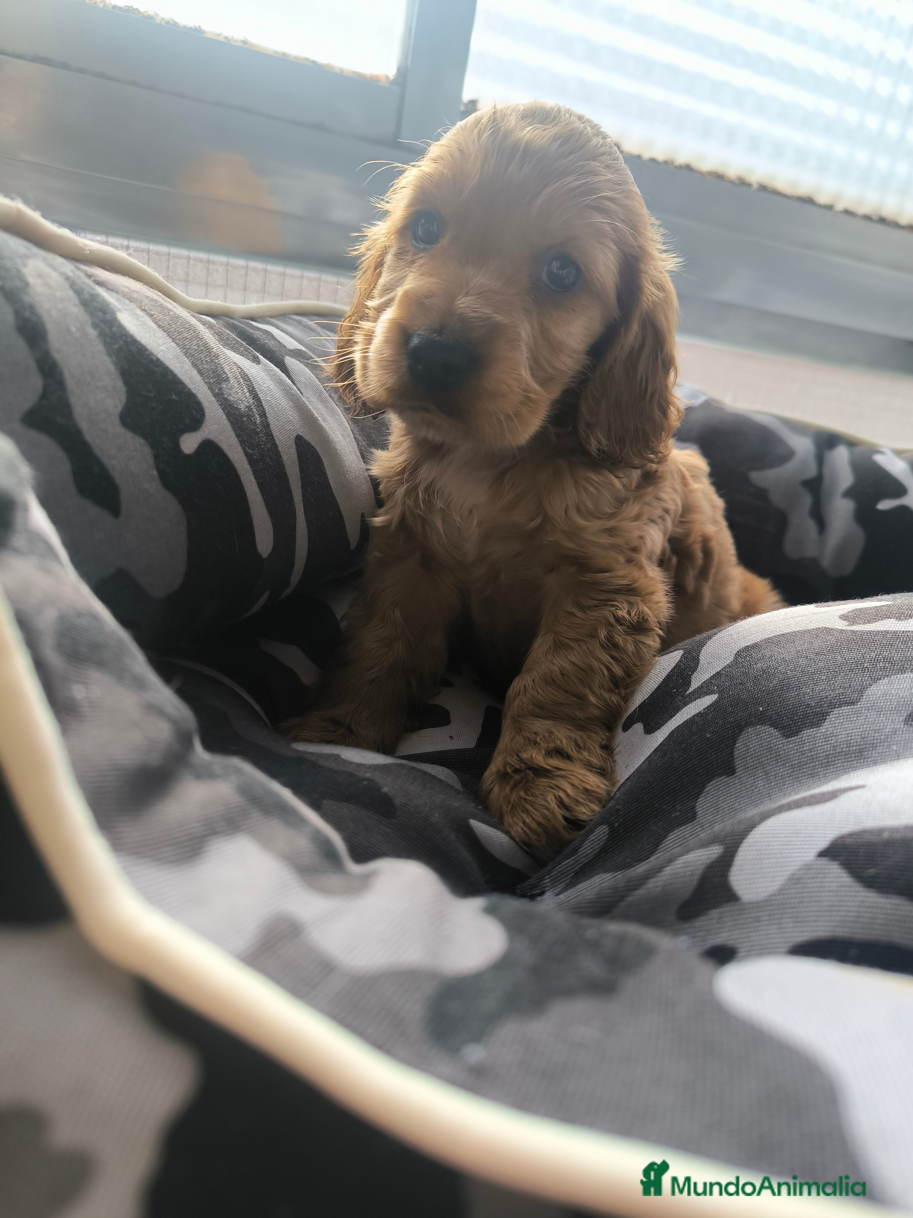 Cocker Spaniel Inglés perros Último cachorro de Cocker Spaniel ingles  - Anuncio 1