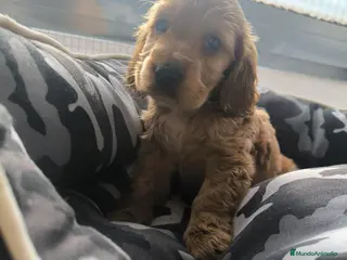 Cocker Spaniel Inglés perros Último cachorro de Cocker Spaniel ingles - Anuncio 1