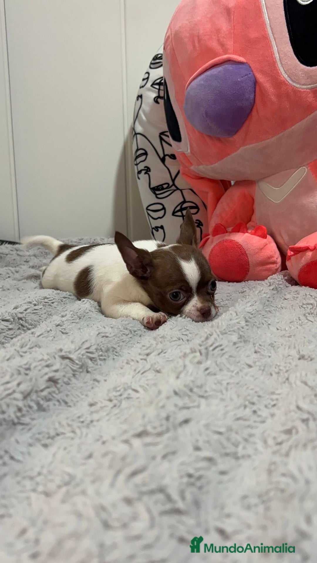 Chihuahua perros en venta: Chihuahua toy rusos - Imagen 4