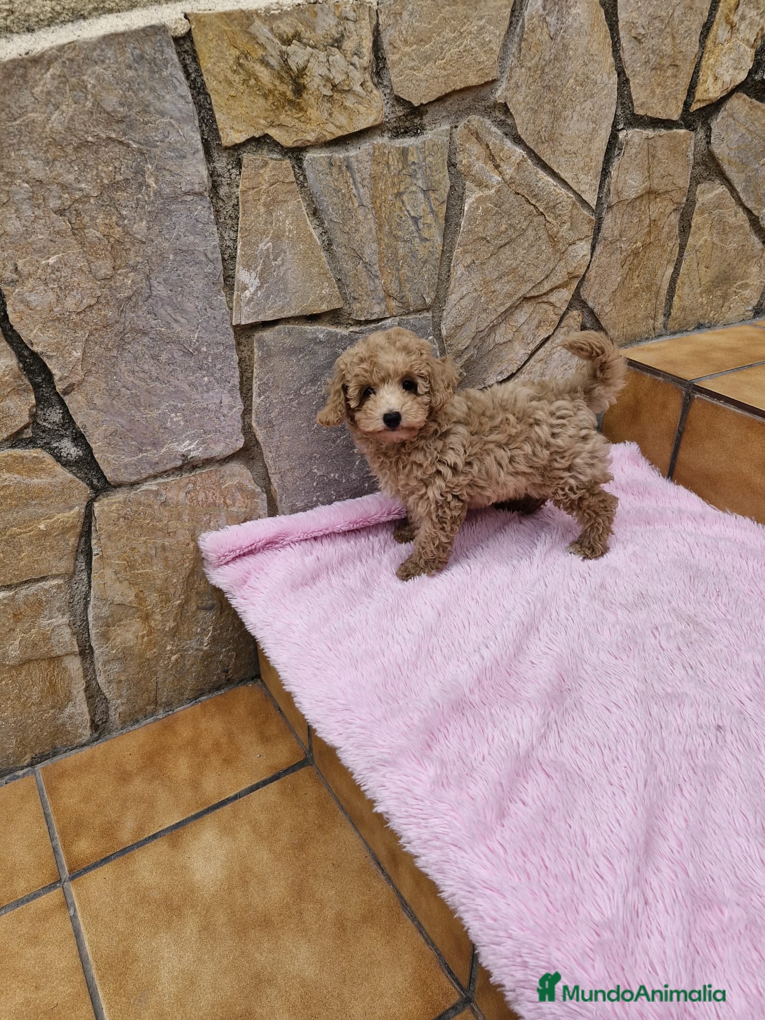 Caniche Enano perros Caniches preciosos pequeñitos  en Barcelona - Anuncio 42