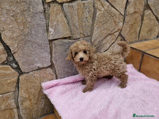 Caniche Enano perros Caniches preciosos pequeñitos en Barcelona - Anuncio 6