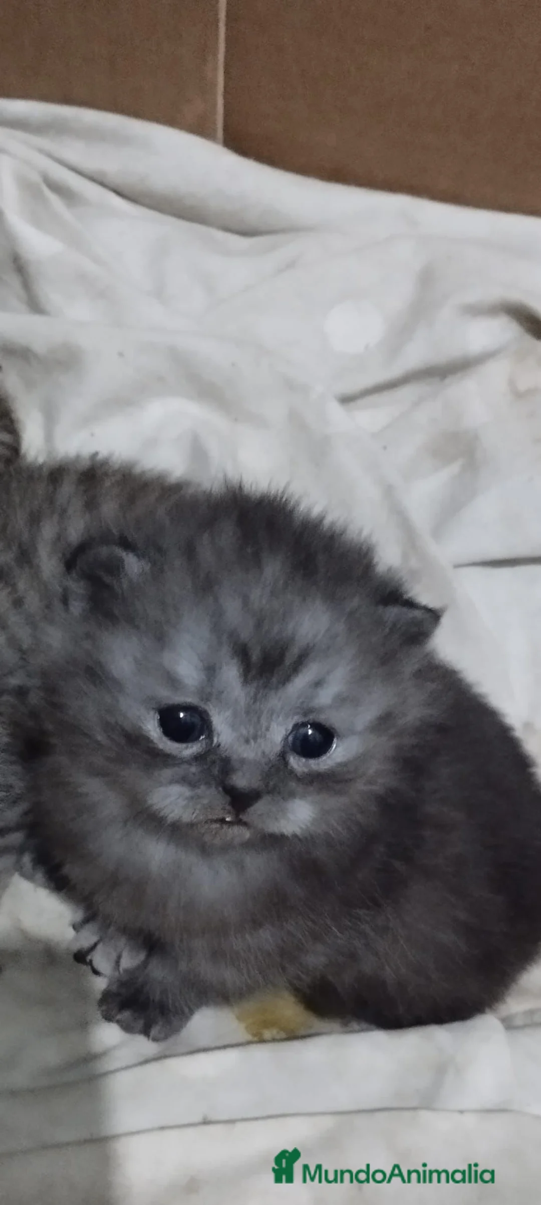 Scottish Fold gatos en venta: Macho de Scotish Fold - Anuncio 1