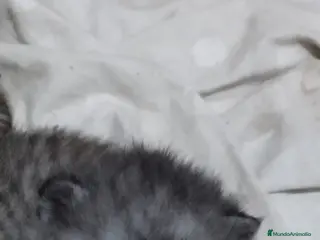 Scottish Fold gatos Macho de Scotish Fold - Anuncio 1