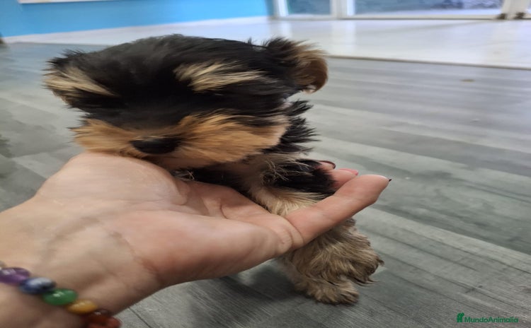 Yorkshire Terrier perros - Anuncio 7