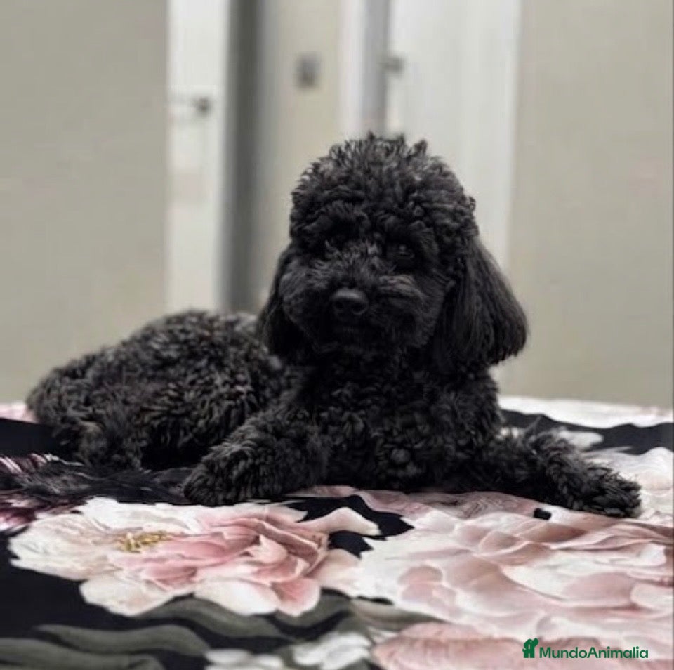 Caniche Toy perros Caniche toy - Anuncio 5