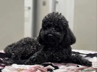 Caniche Toy perros Caniche toy - Anuncio 5
