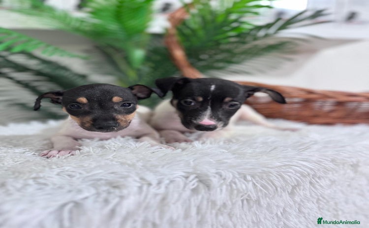 Ratonero Bodeguero Andaluz perros - Anuncio 1