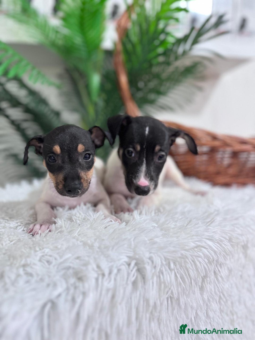 Ratonero Bodeguero Andaluz perros en venta: BODEGUERO MACHOS - Imagen 1