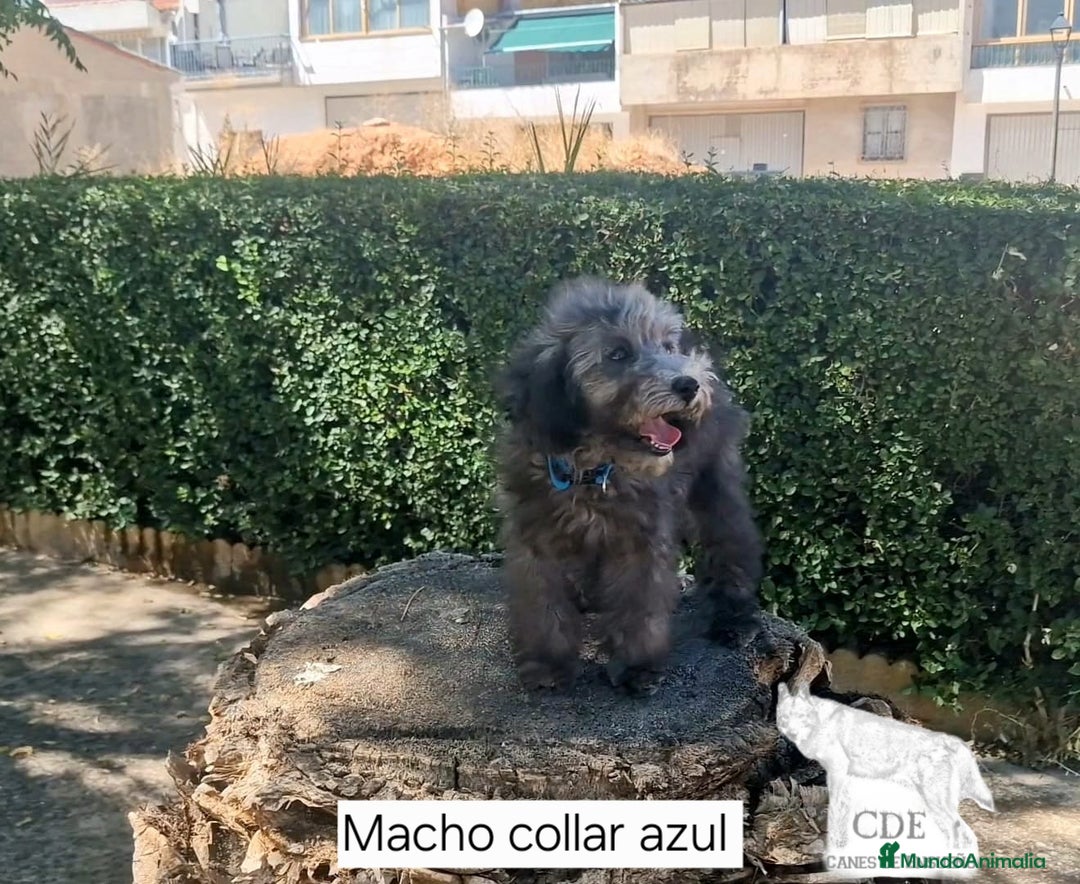 Caniche Enano perros en venta: Caniches EXCLUSIVOS!!! - Imagen 4