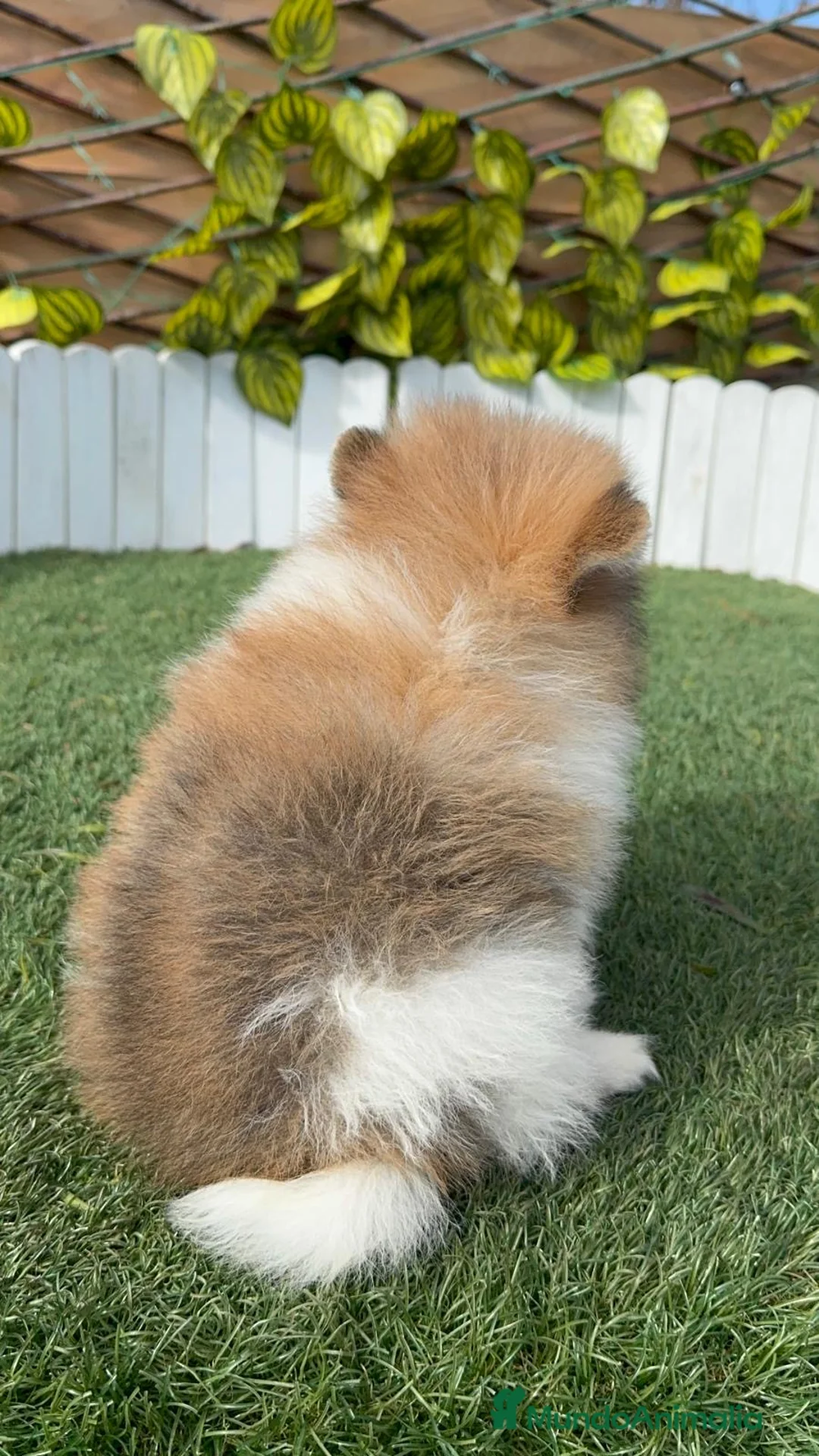 Pomerania perros en venta: POMERANIA HEMBRA - Anuncio 7