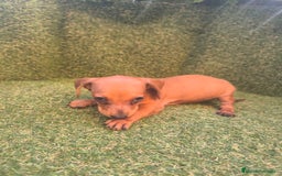 Teckel perros en venta: camada teckel canichen rojas  - Imagen 3