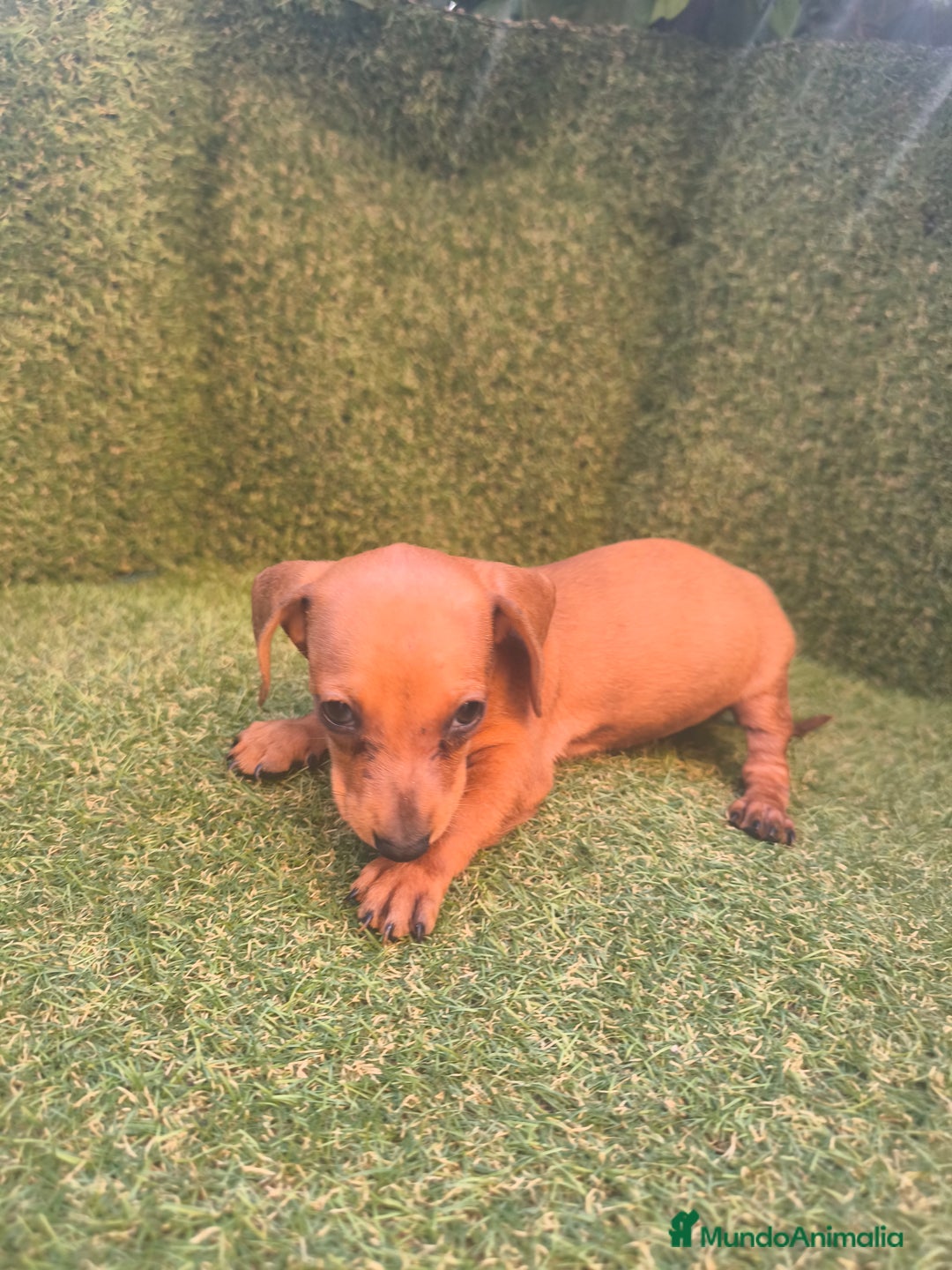 Teckel perros en venta: camada teckel canichen rojas  - Imagen 3