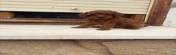 Caniche Toy perros en venta: Caniches Toy  - Anuncio 5