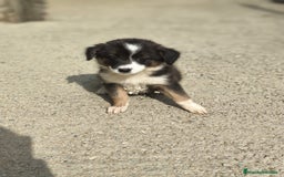Border Collie perros en venta: Cachorros border collie blanco y negro  - Imagen 7