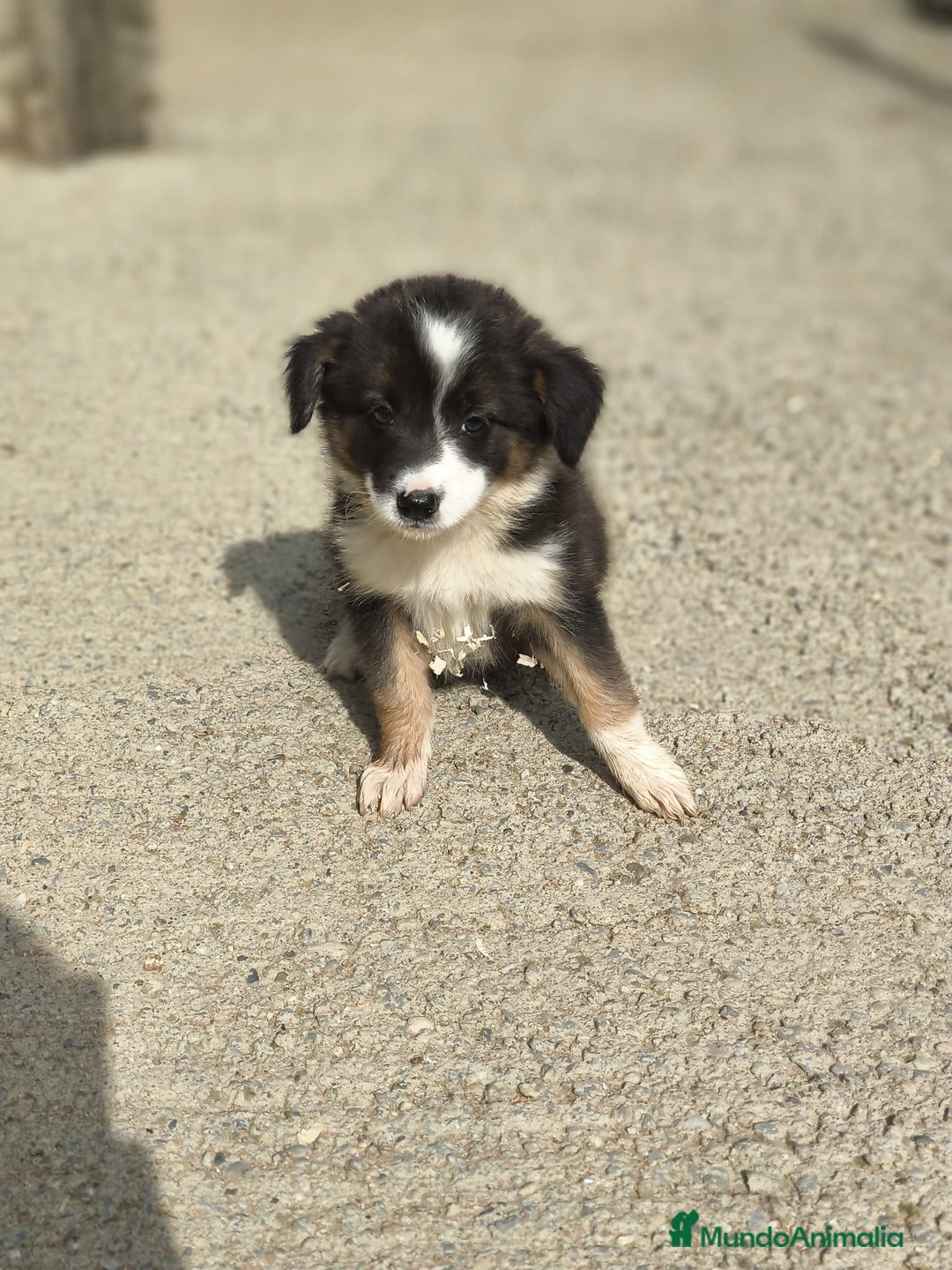 Border Collie perros en venta: Cachorros border collie blanco y negro  - Imagen 7