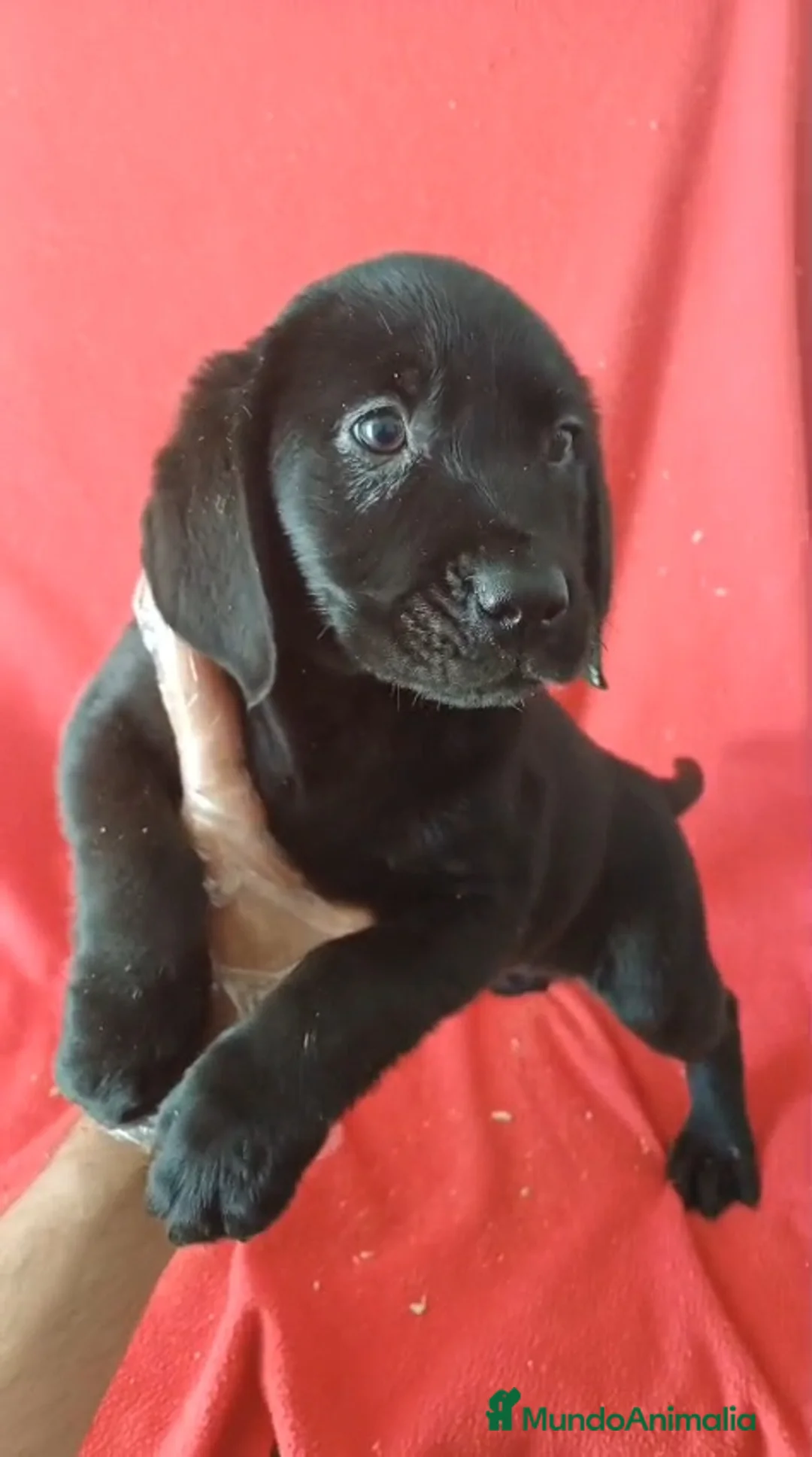 Labrador Retriever perros en venta: Labrador Retriever Negro  - Anuncio 2