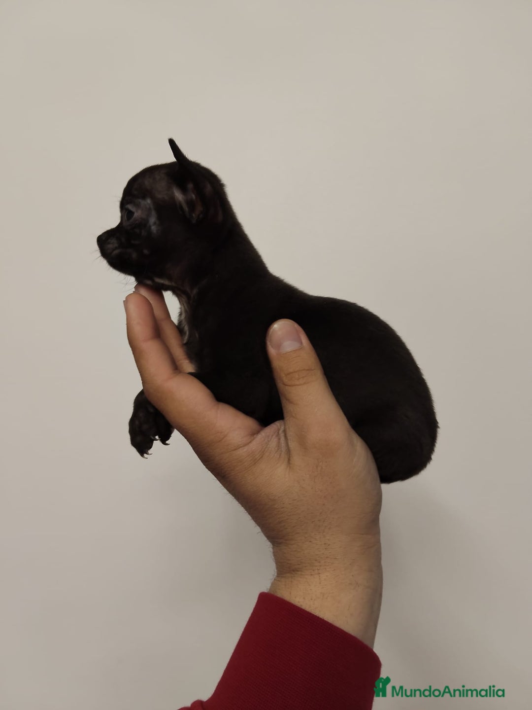 Chihuahua perros en venta: Chihuahua 🖤 - Anuncio 2