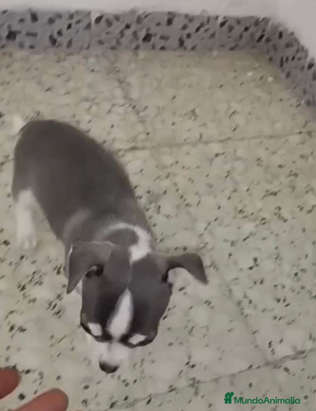 Chihuahua perros en venta: Exclusivos chihuahuas mini toy - Imagen 7