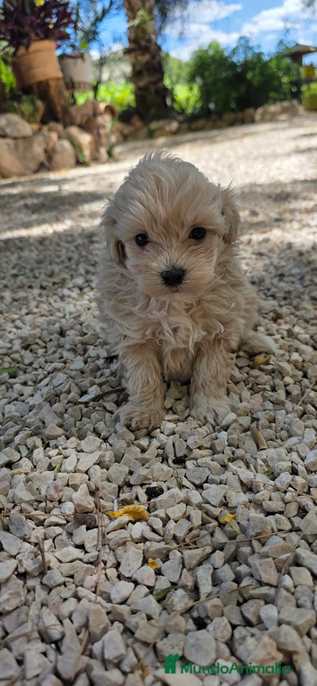 Maltipoo perros en venta: Maltipoo toy - Anuncio 3