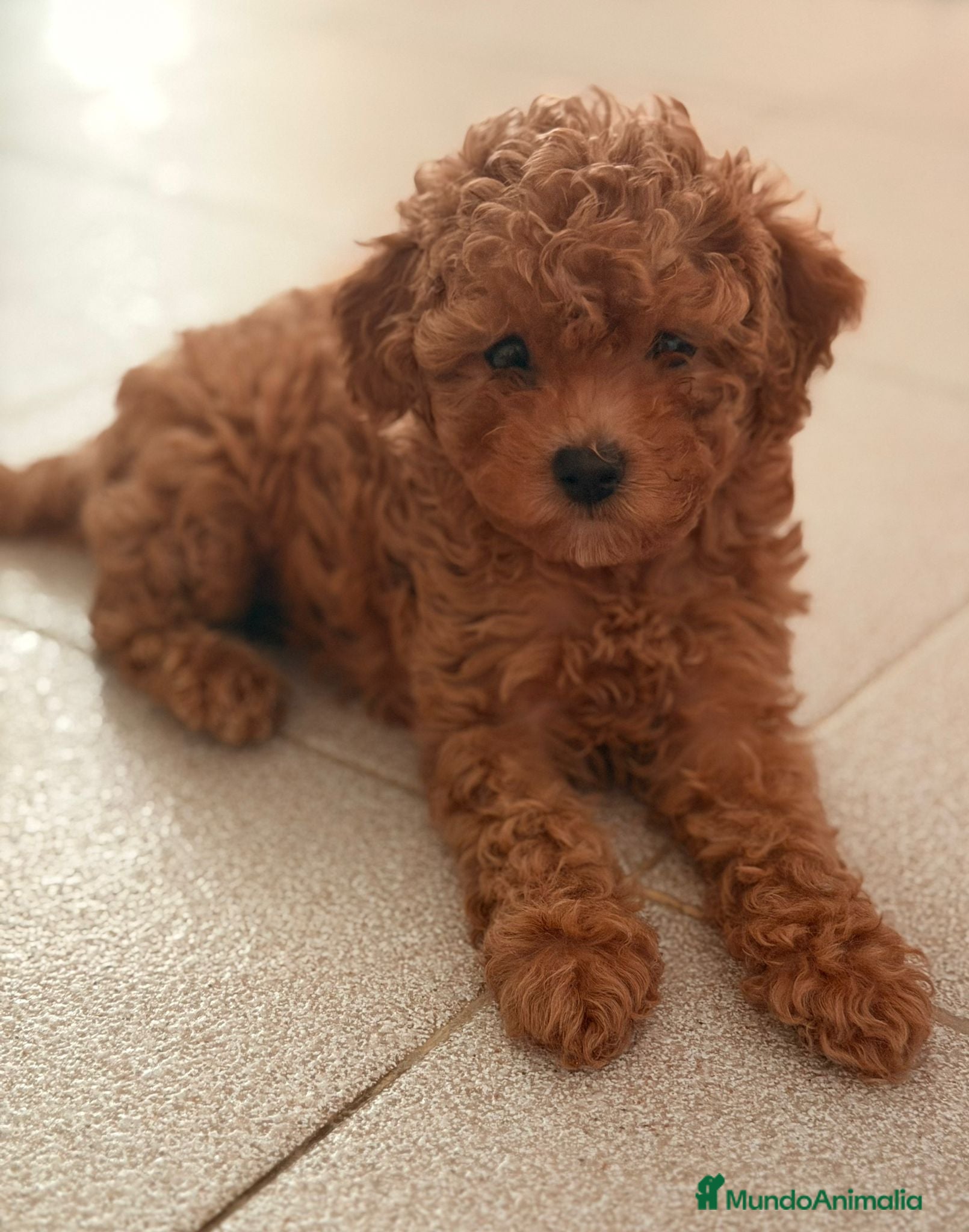 Caniche Toy perros CANICHE TOY - Anuncio 2