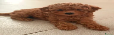Caniche Toy 5