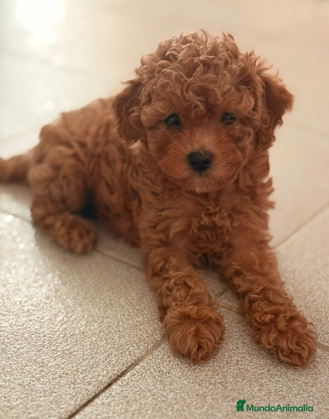 Caniche Toy perros en venta: CANICHE TOY - Anuncio 1