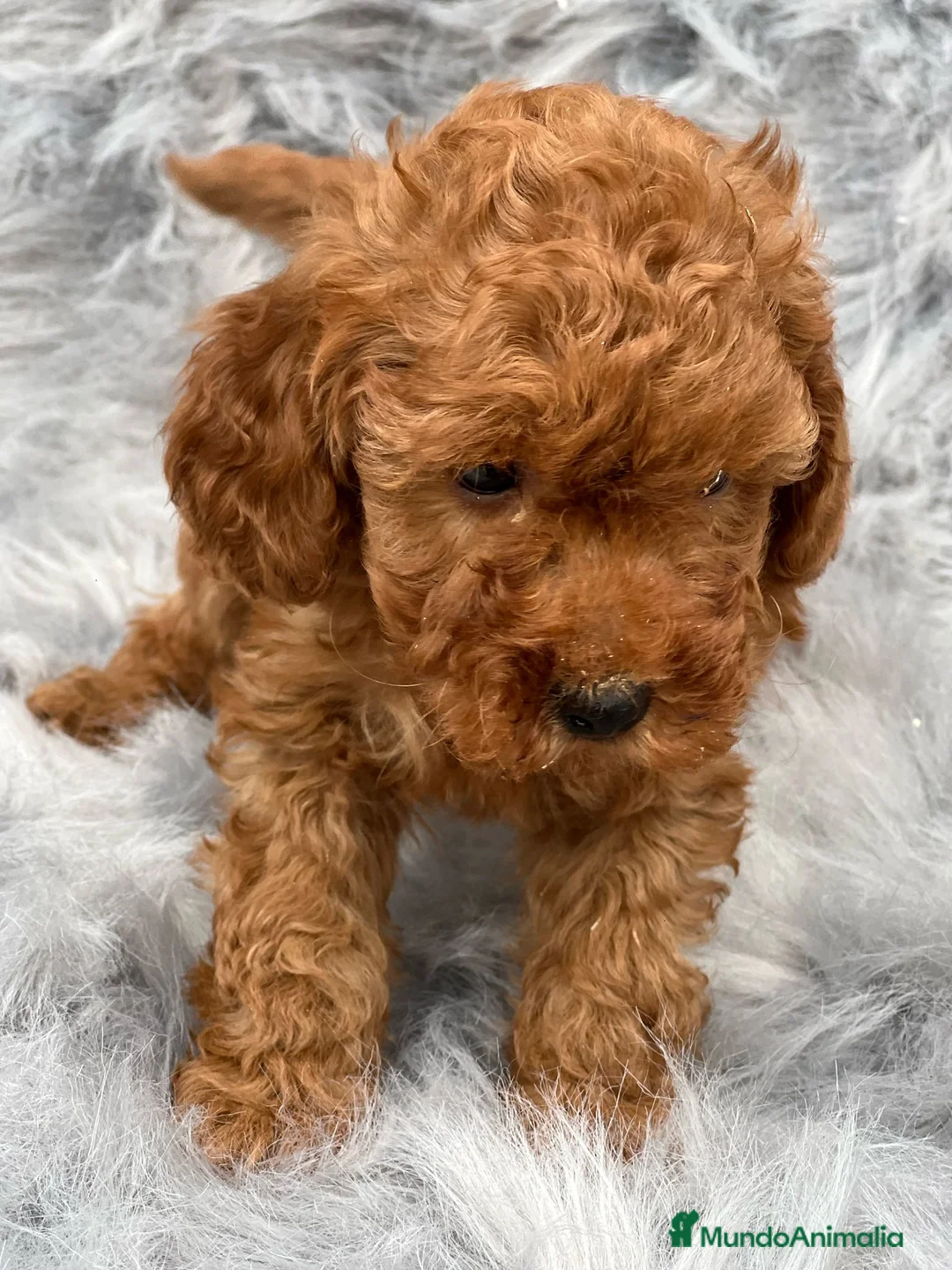 Caniche Toy perros en venta: CANICHE TOY MACHO ROJO DISPONIBLE en Barcelona - Anuncio 3