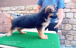 Pastor Alemán perros en venta: Pastores alemanes de CARMARGUT - Imagen 3
