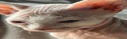 Sphynx gatos en venta: Sphynx blancos y bicolor - Anuncio 6
