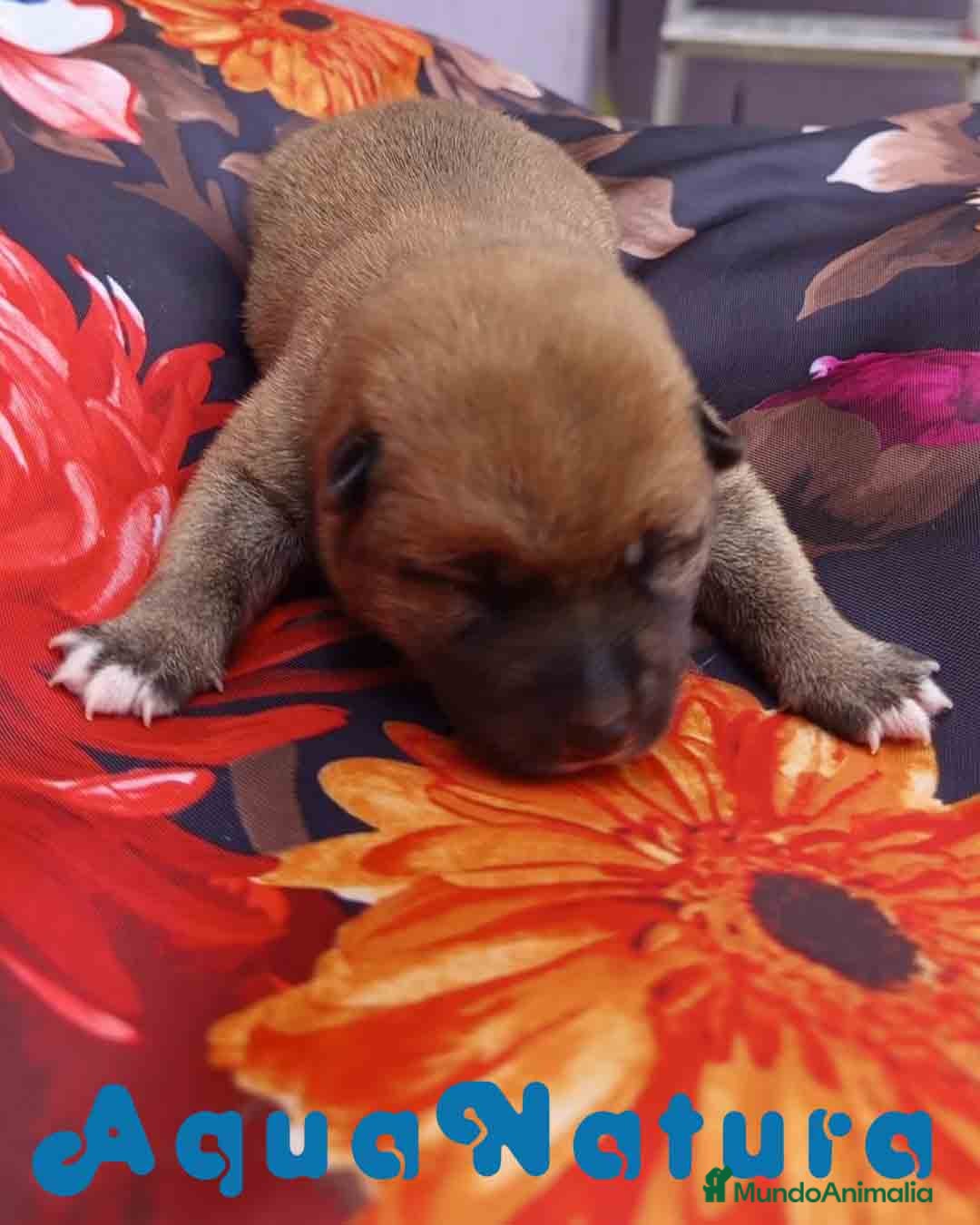 Shiba Inu perros en venta: Shiba Inu Hembra de Lisa AQUANATURA - Imagen 6