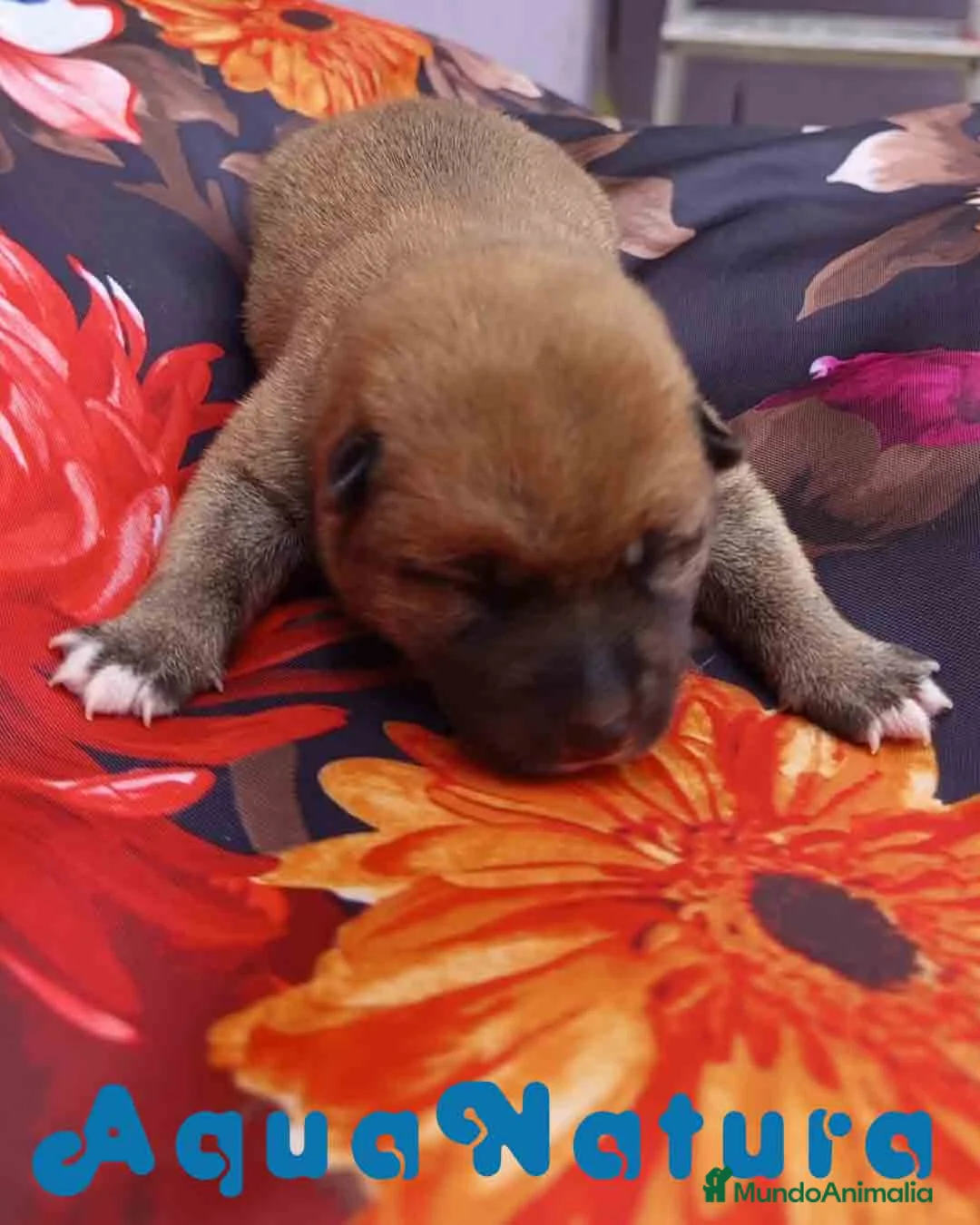 Shiba Inu perros en venta: Shiba Inu Hembra de Lisa AQUANATURA - Anuncio 6