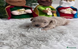 Maltipoo perros en venta: MALTIPOO MACHO - Anuncio 3