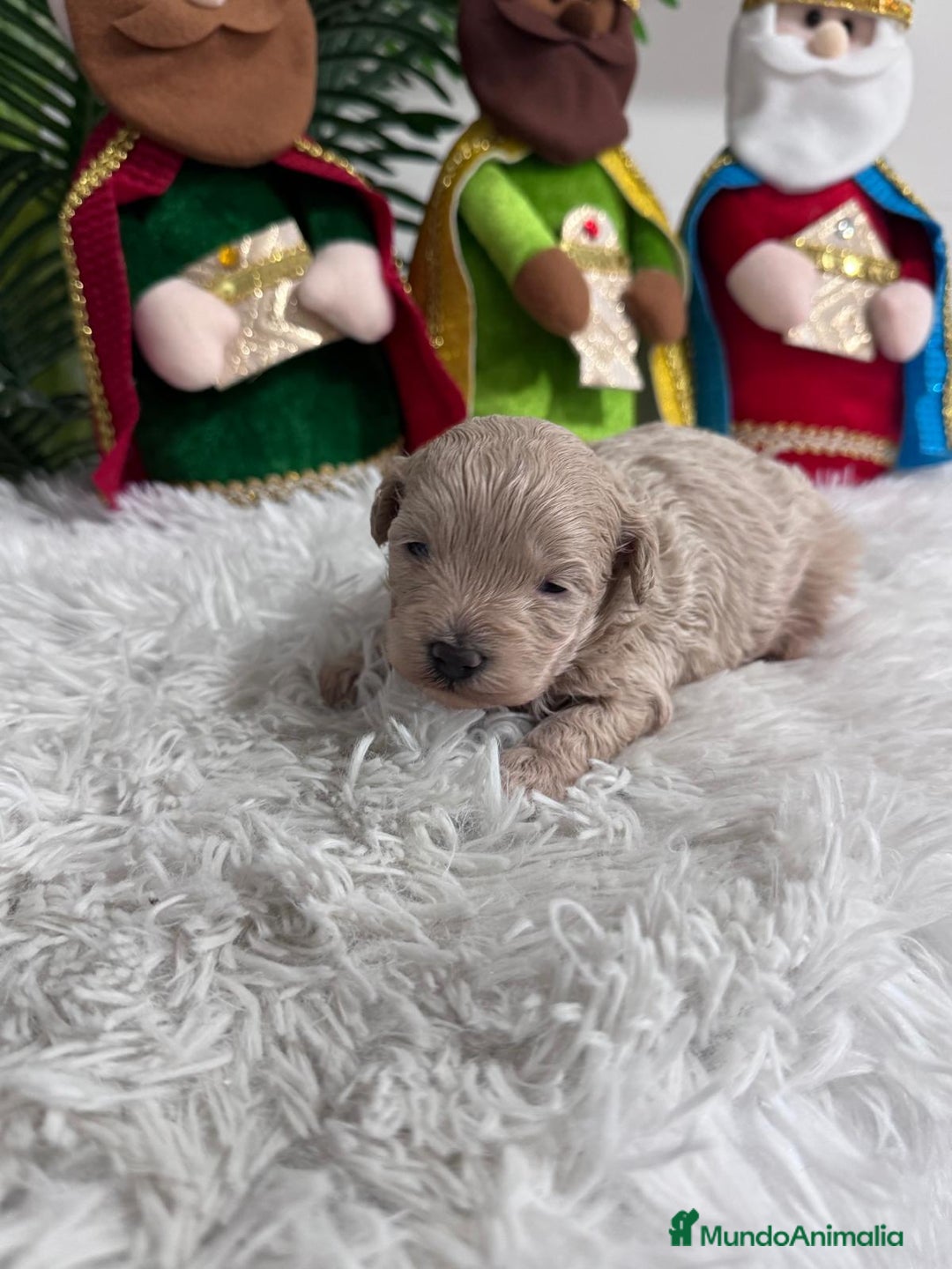 Maltipoo perros en venta: MALTIPOO MACHO - Anuncio 3
