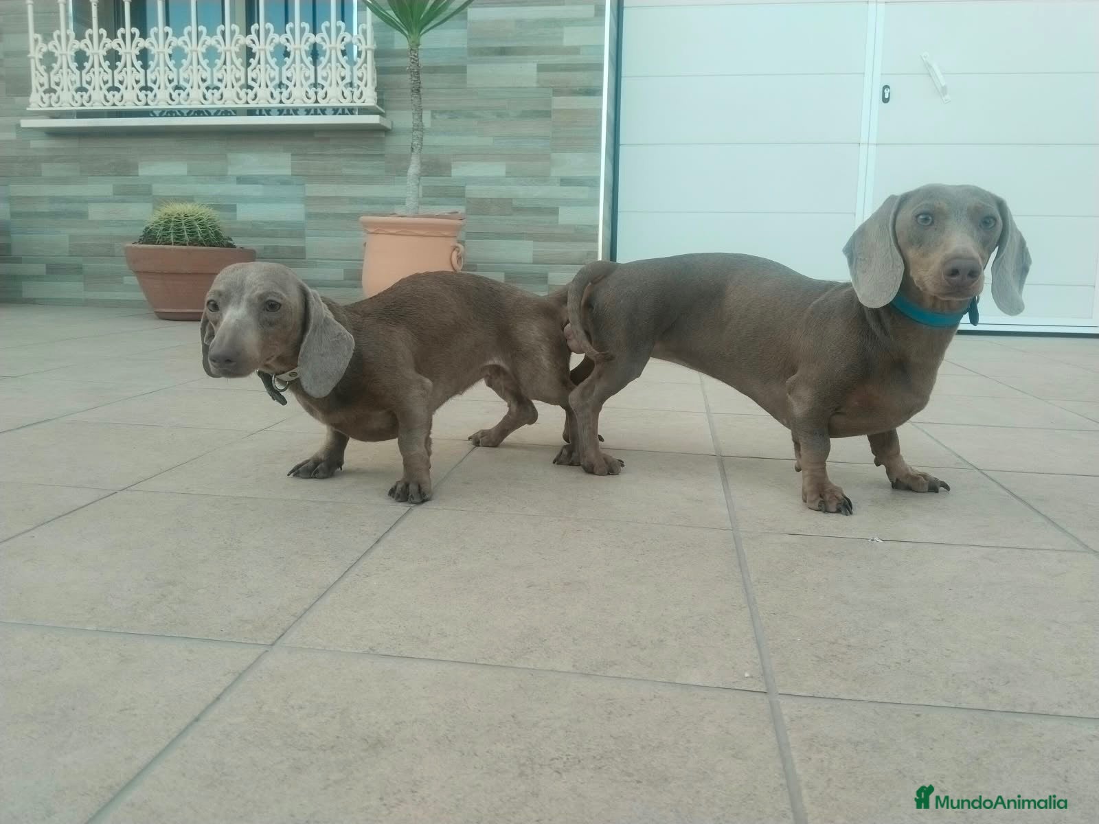 Teckel Miniatura perros Teckel kanichen - Anuncio 33