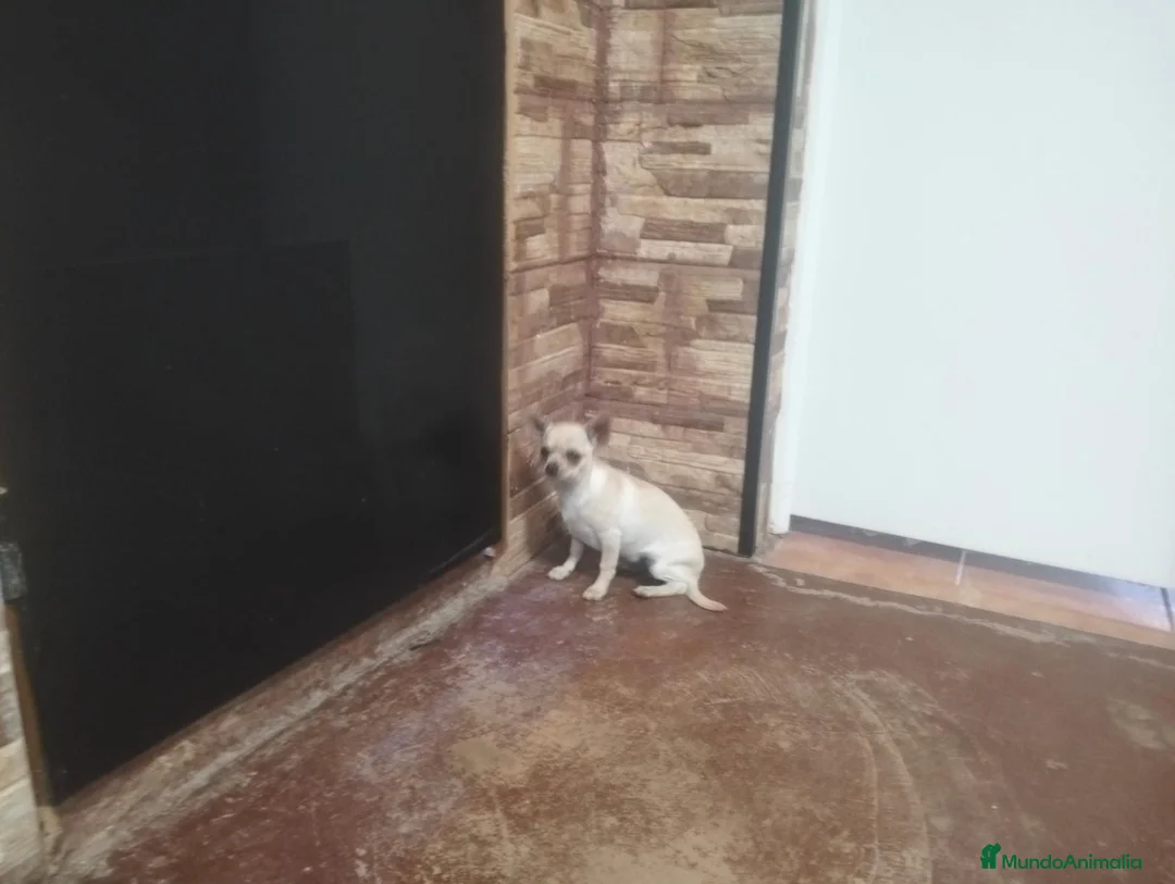 Chihuahua perros en venta: Cachorro chihuahua  en Córdoba - Anuncio 2