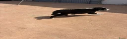 Border Collie perros en venta: Border collie En toda España personalmente  - Anuncio 2