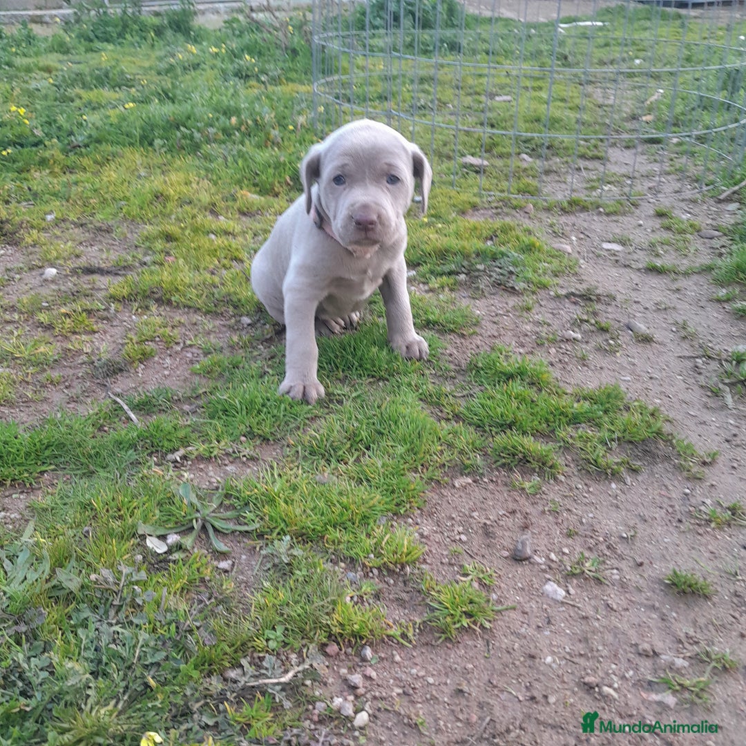 Weimaraner perros en venta: BRACO DE WEIMAR - Anuncio 6