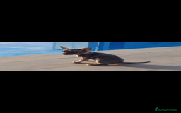 Raza Mixta perros en venta:  chipim con ojos azules  - Imagen 3