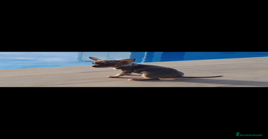 Raza Mixta perros - Anuncio 16