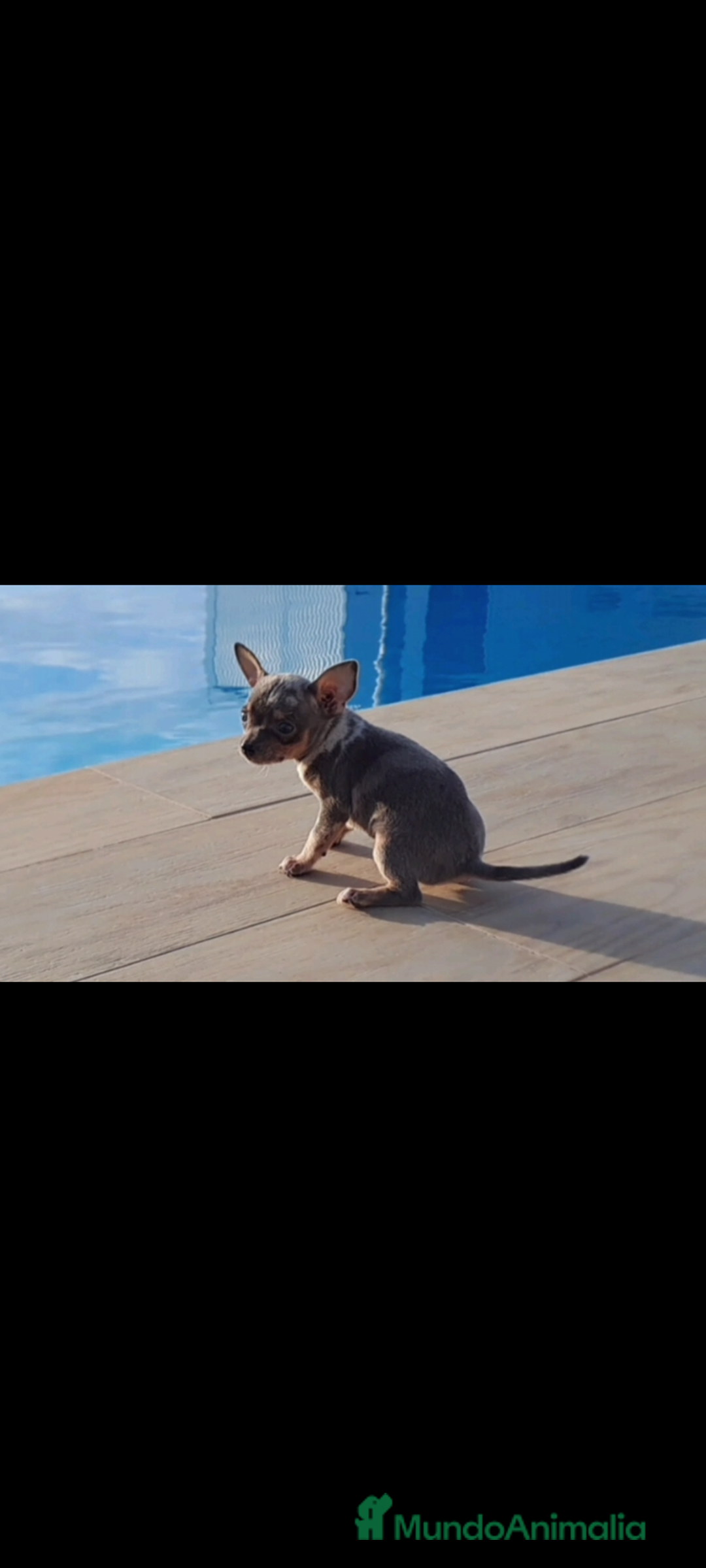 Raza Mixta perros en venta:  chipim con ojos azules  - Imagen 3