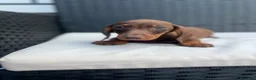 Teckel Miniatura perros en venta: Cachorro de Teckel chocolate miniatura  - Anuncio 4