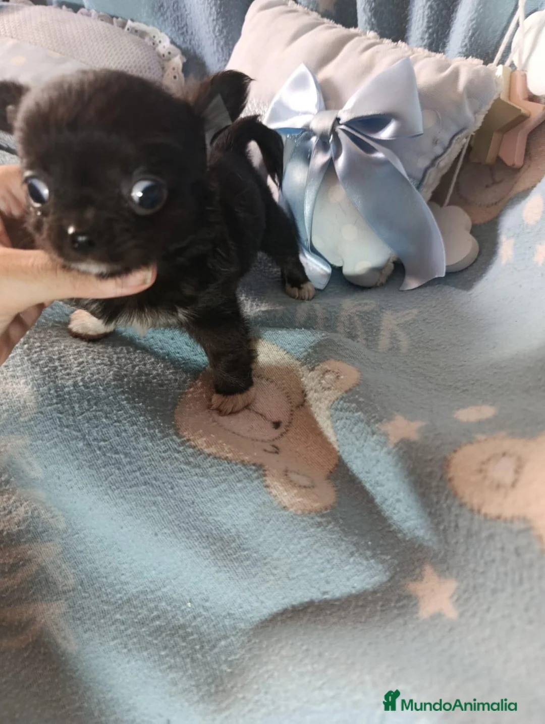Chihuahua perros en venta: Chihuahua macho toy  - Anuncio 6