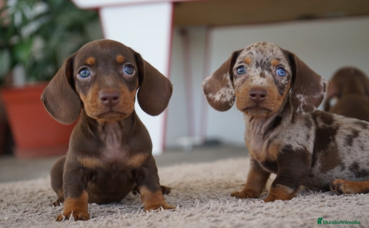 Teckel Miniatura perros - Anuncio 13